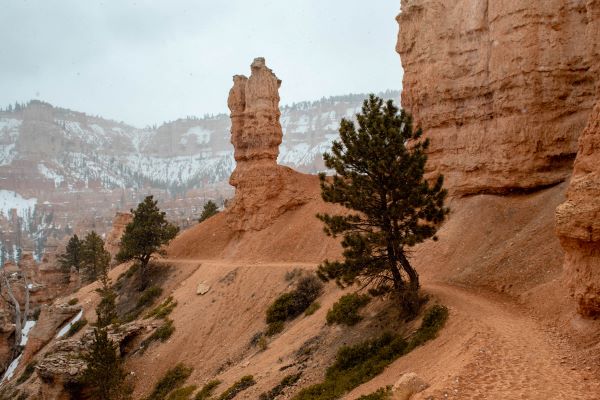 peekaboo loop trail in Bryce National Park in winter through red rock hoodoos 