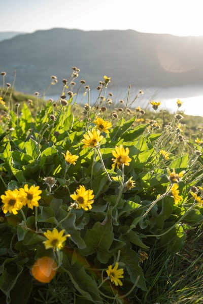 balsamroot yellow wildflower with the Columbia River Gorge behind at sunrise