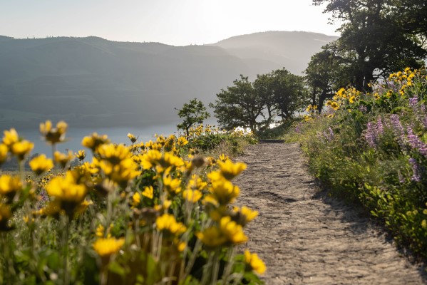 Tom McCall point trail on the Rowena Plateau in Oregon with yellow and purple wildflowers