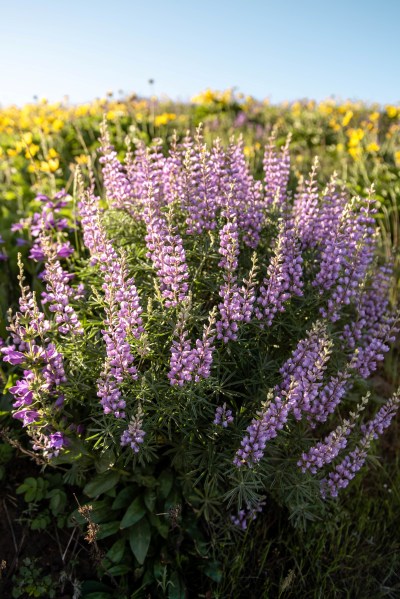 Lupine purple wildflower in the columbia river gorge in oregon on tom mccall point trail