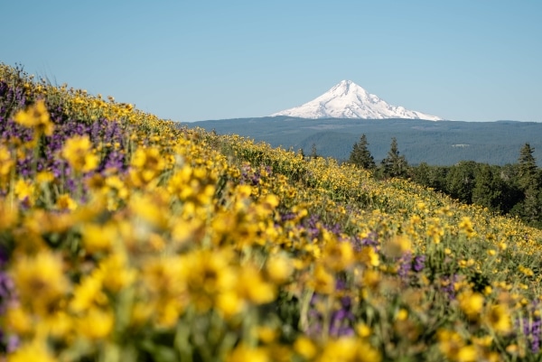 Mount Hood from the Tom McCall Point Hike in the Columbia River Gorge with yellow and purple wildflowers in spring