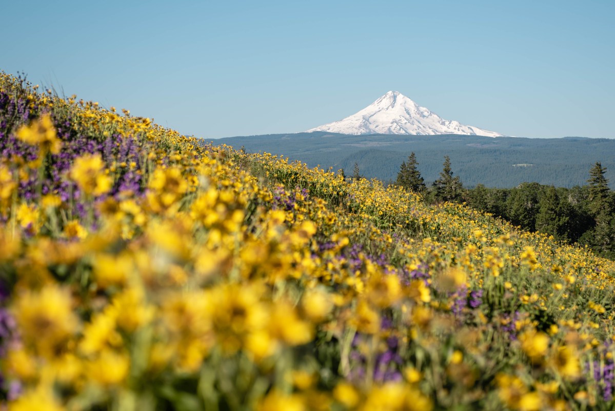 view of Mount Hood and yellow and purple wildflowers on Tom McCall point hike on Rowena Plateau