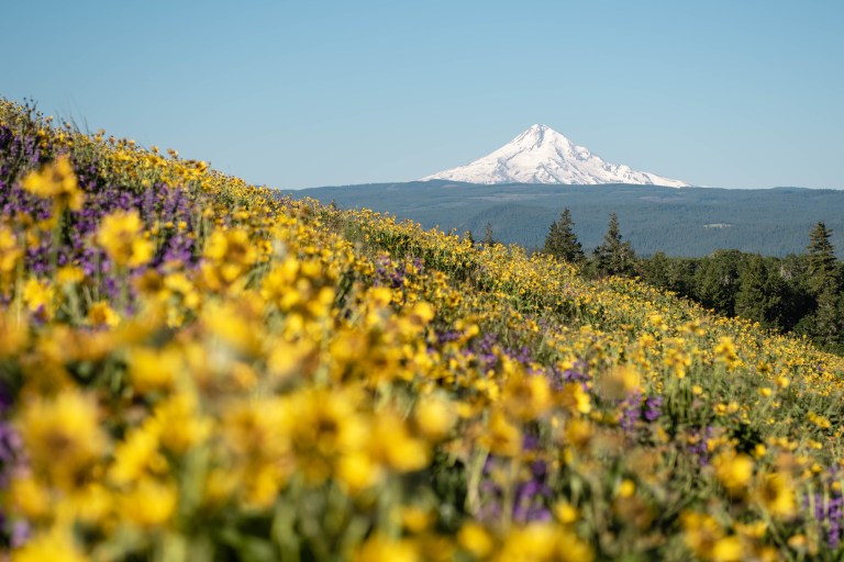 Hiking Rowena Plateau and Tom McCall Point