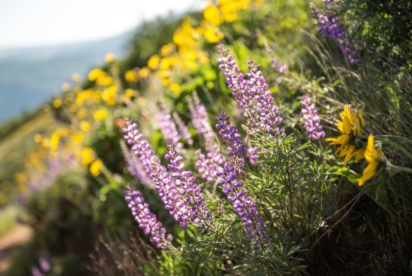 purple and yellow wildflowers near Hood River in Oregon