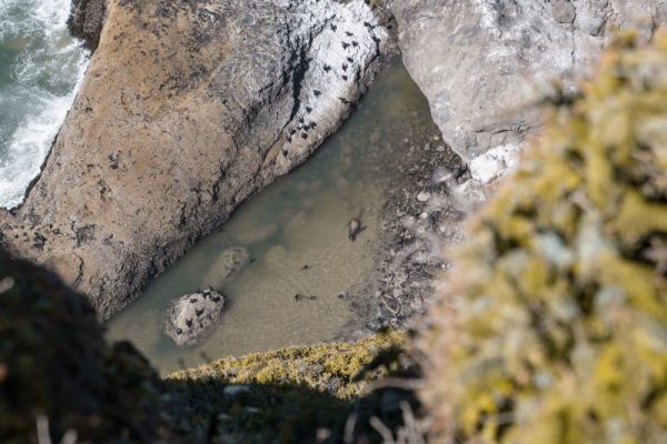 sea lions viewed from above in an ocean pool on the Oregon Coast