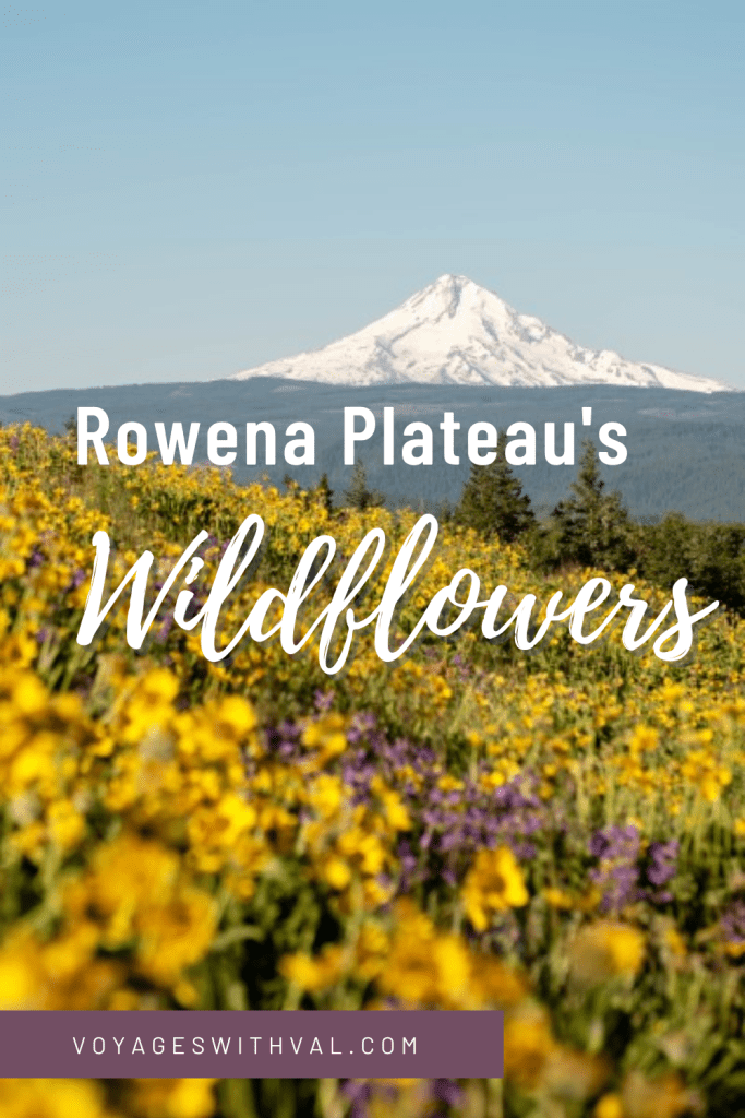 Rowena Plateau's Wildflowers- Mount Hood with wildflowers