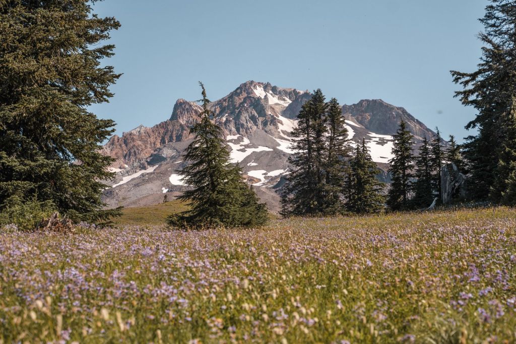 photo of Mount Hood with wildflowers in front on Timber Line Trail- Oregon 4 Day Road Trip Itinerary