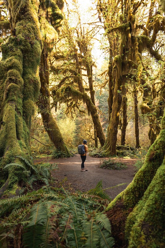 solo female hiker in yellow coat and gray backpack in Olympic National Forest