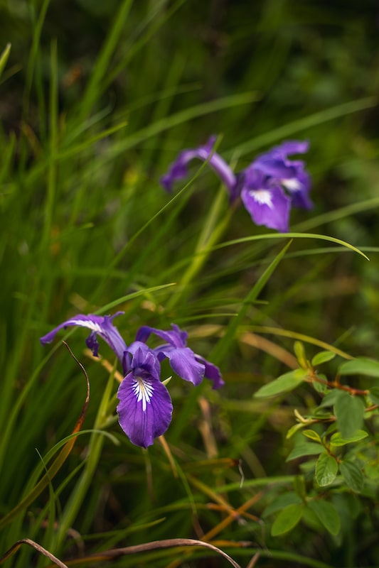 oregon leave no trace wildflowers