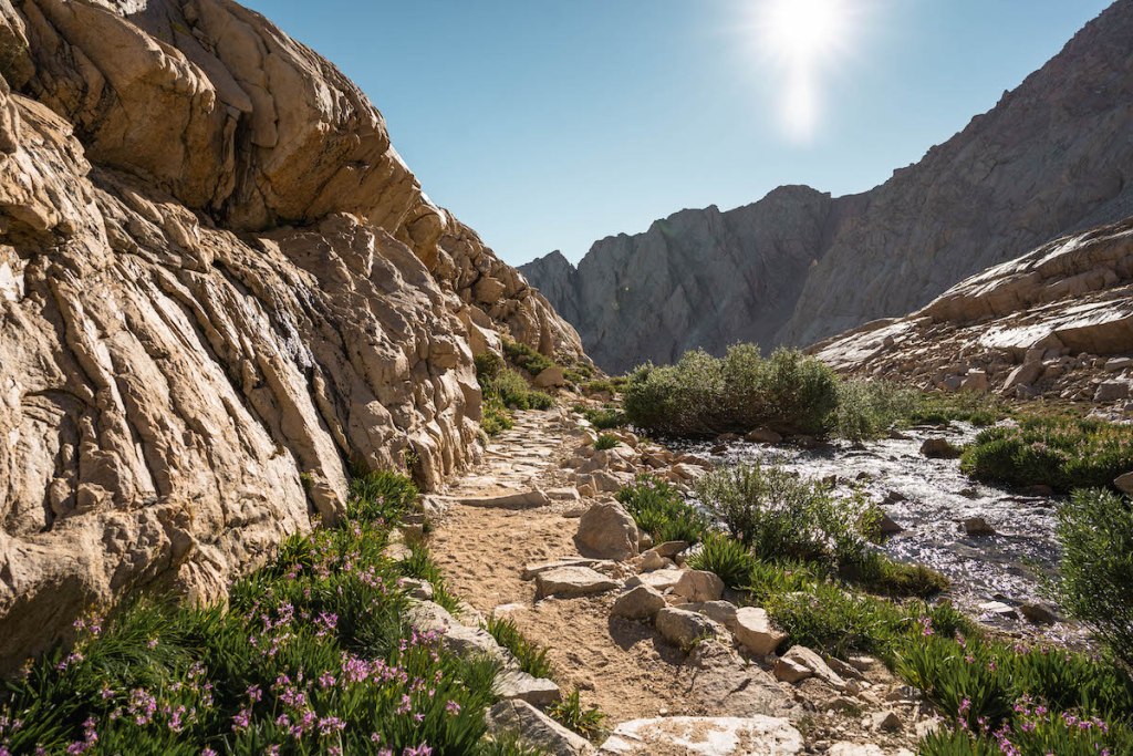 trail through wildflower meadow in the high sierras