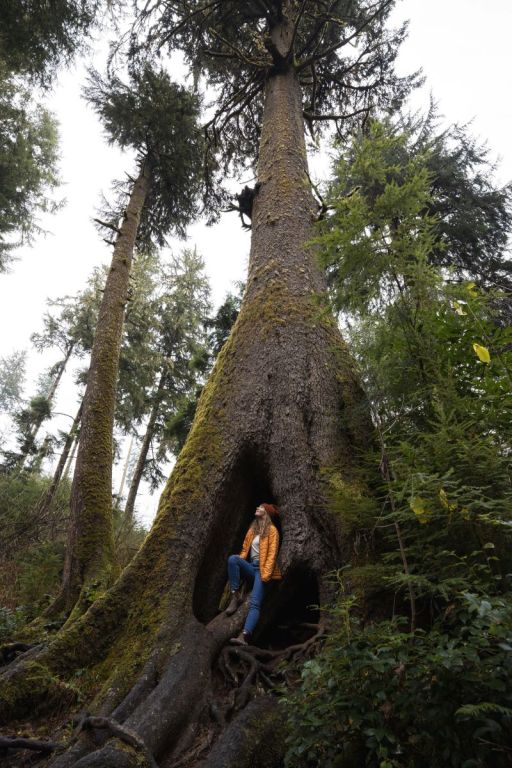 cathedral tree in astoria 