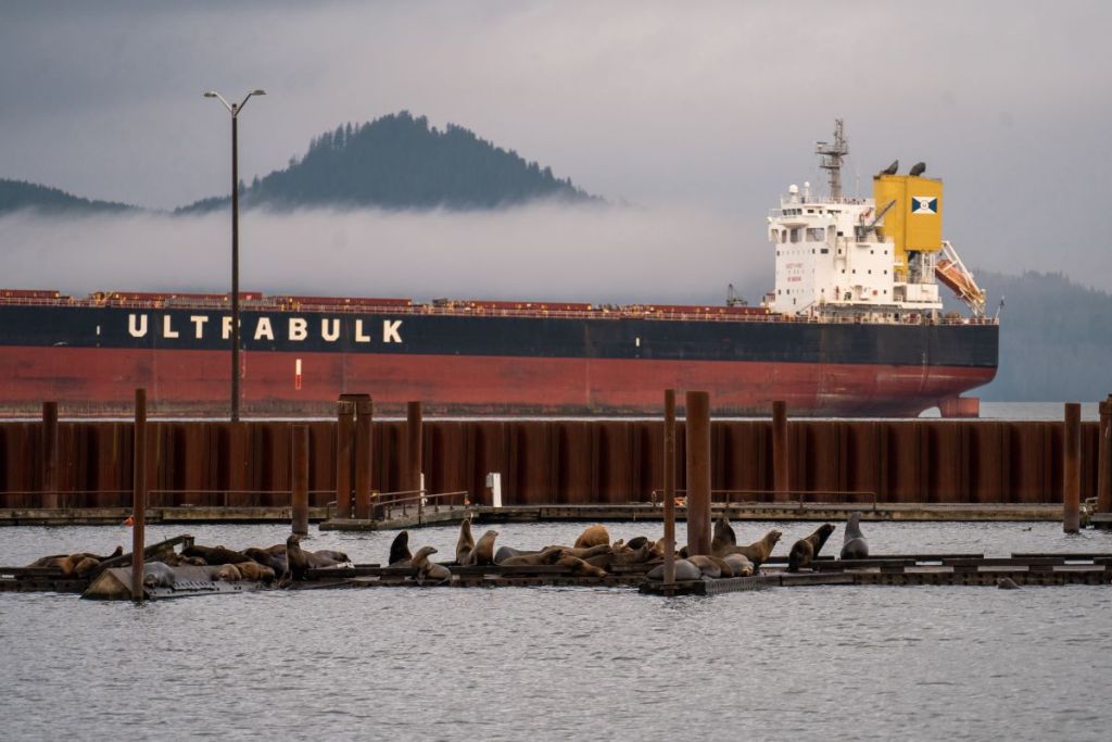 sea lions on pier of astoria river walk