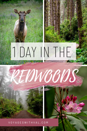 1 Day in the Redwoods