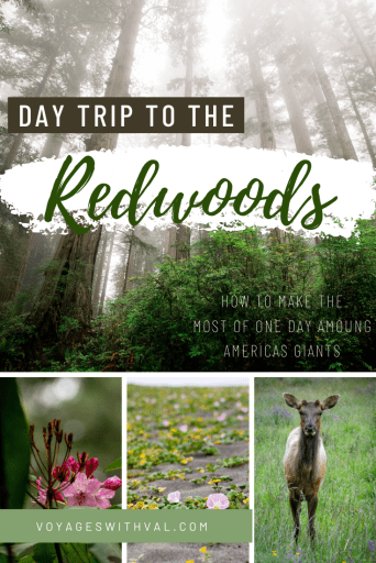 Day Trip to the Redwoods 