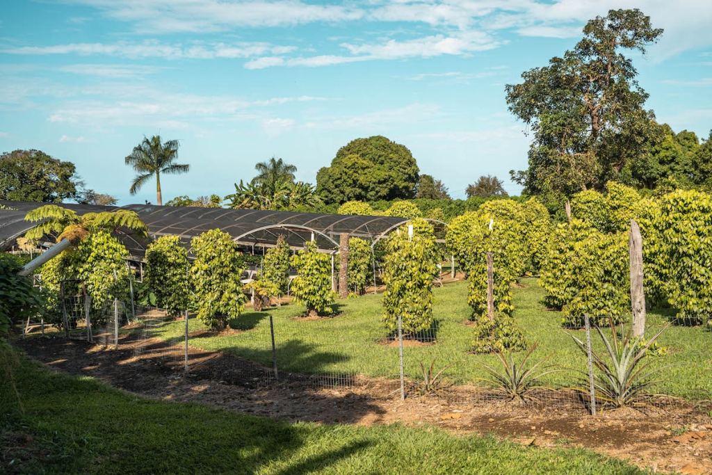 Greenwell Farm's Coffee Plantation