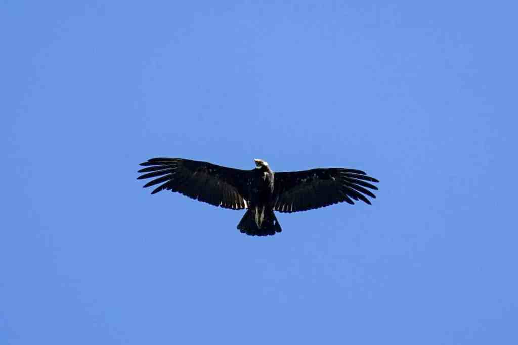 condor flying overhead in El Chalten, Patagonia, Argentina