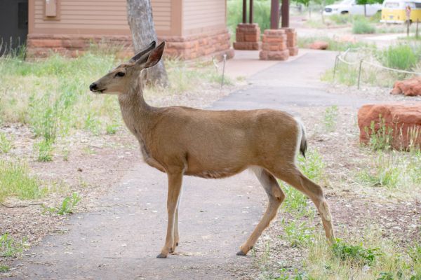 Deer in Zion Watchman Campground