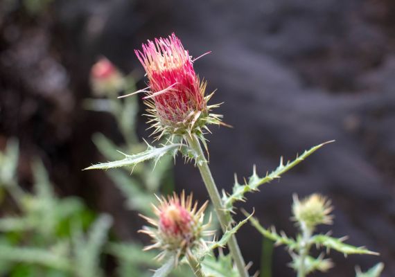 Indian Paintbrush in the desert in front of stone