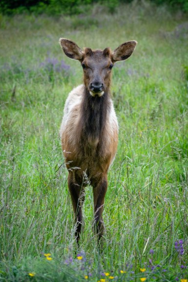 elk calf in Redwoods National Park near Fern Canyon