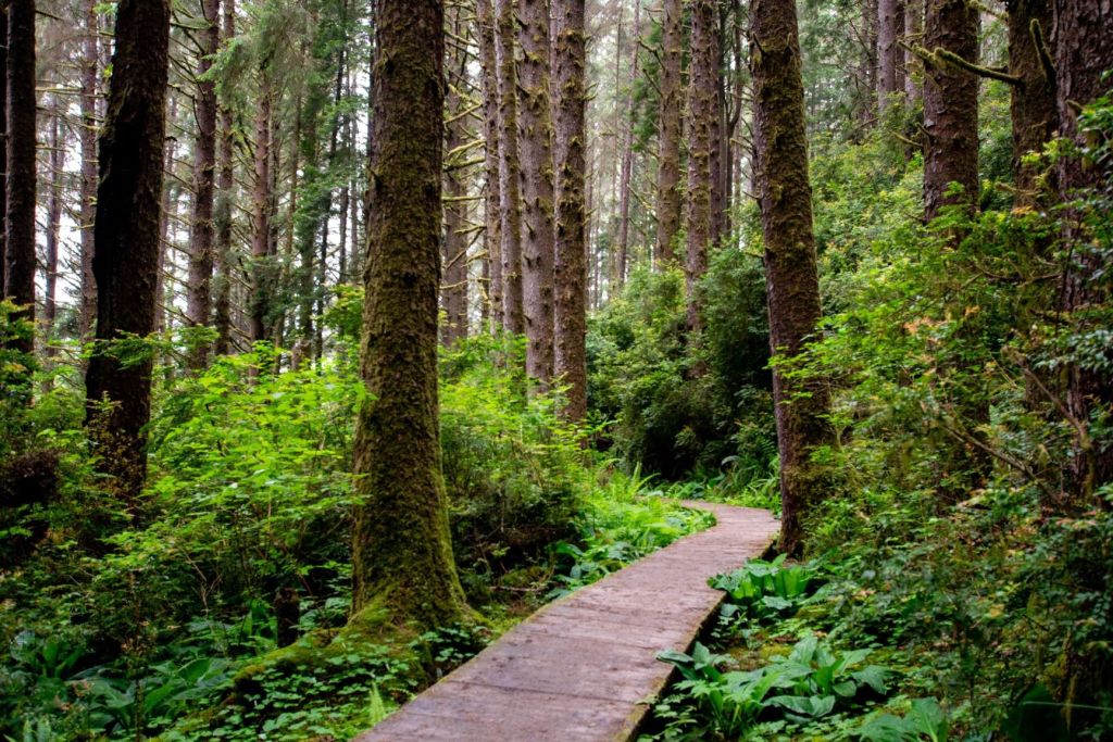 one day itinerary in redwoods national park for a road trip