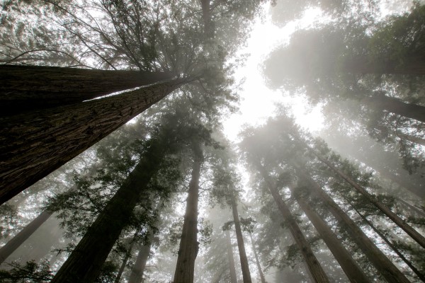 Redwoods trees looking up through fog  in the Redwoods National Park