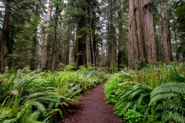 a path through ferns in the Redwoods National Park on Lady Bird Johnson Trail 