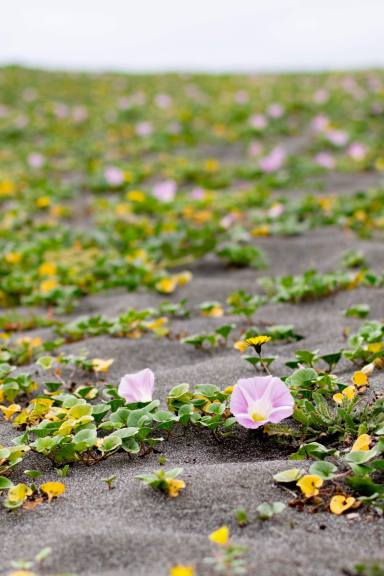 pink and yellow flowers in Spring on a gray beach in California