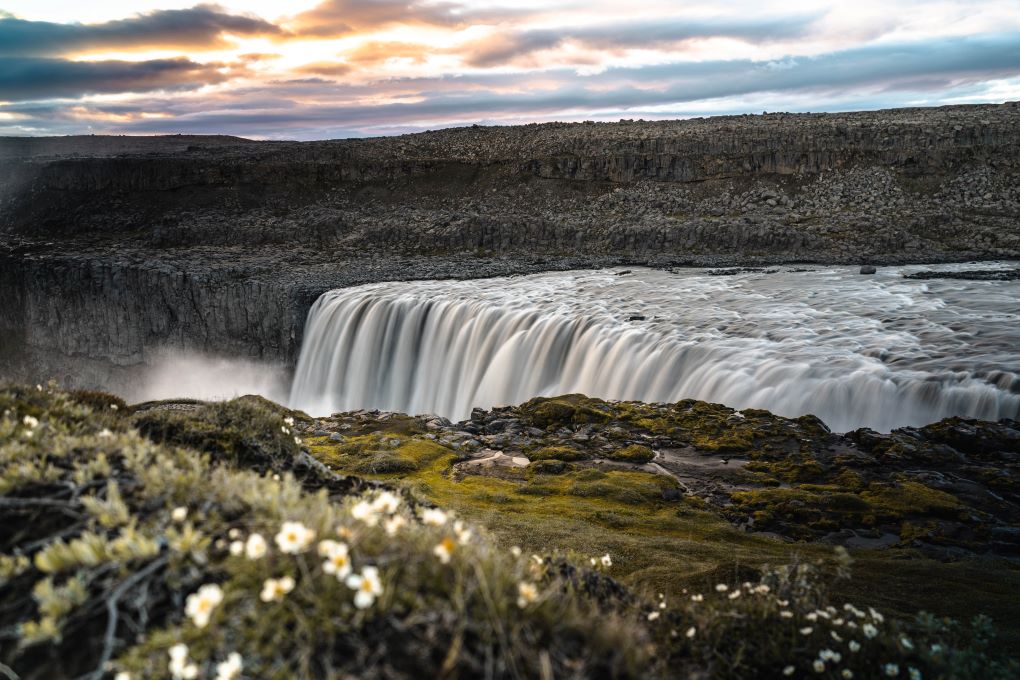 dettifoss in Iceland from the West side with flowers in front at sunset