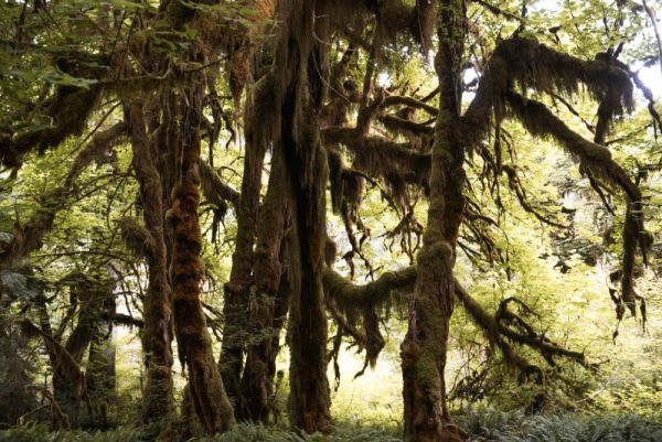 mossy trees in the Hall of Mosses in the Hoh Rainforest