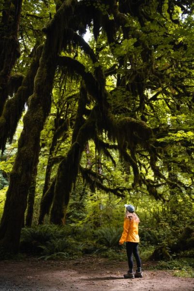 girl in yellow jacket and hiking clothes looking up at green mossy trees in the Olympic Peninsula