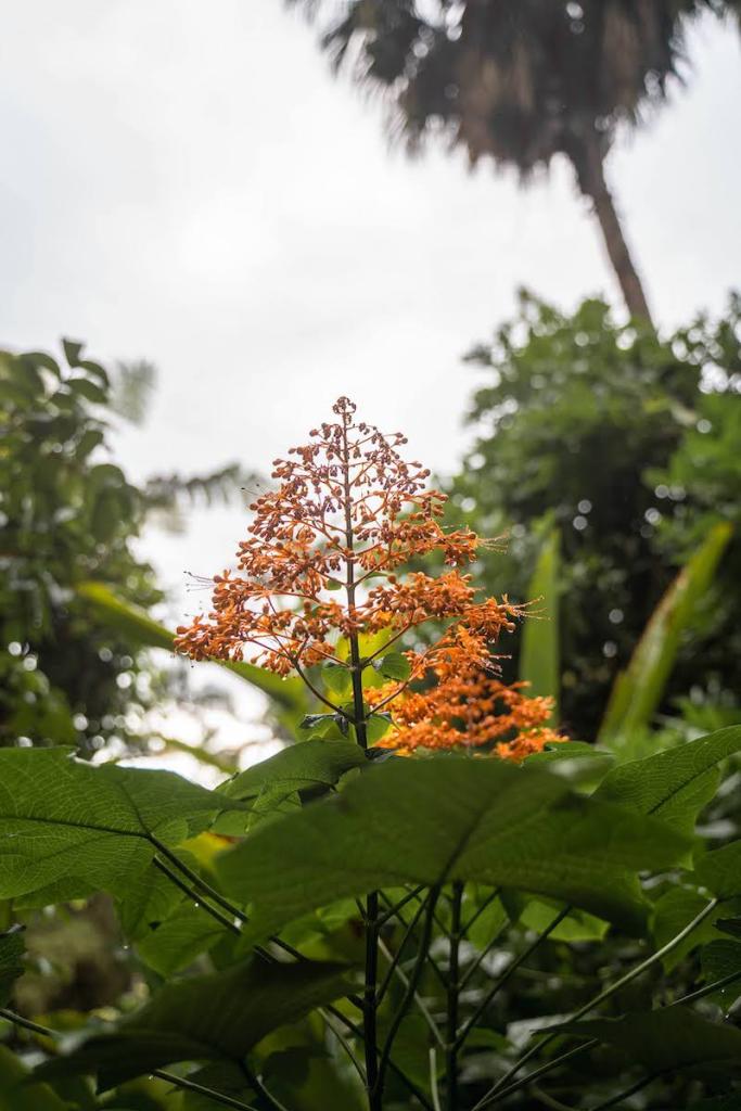 flower in the Big Island of Hawaii's Botanical Gardens