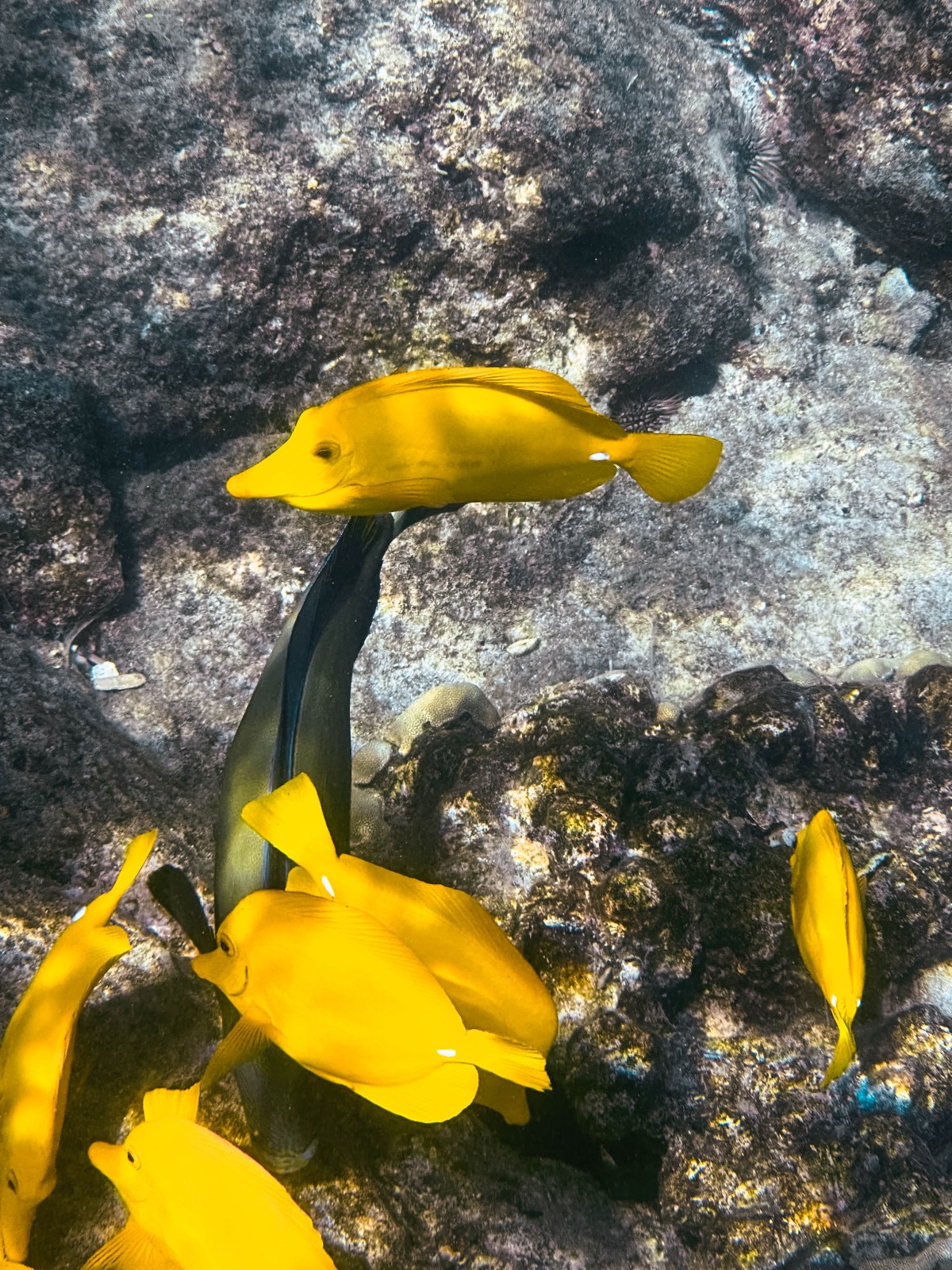 snorkeling in Kealakekua Bay