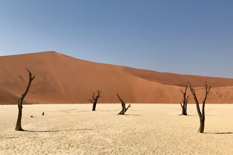 barren trees again a red sand dune backdrop in Namibia