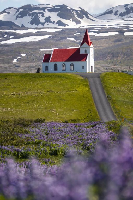 Ingjaldshóll Church red roofed church in Iceland surrounded by lupines