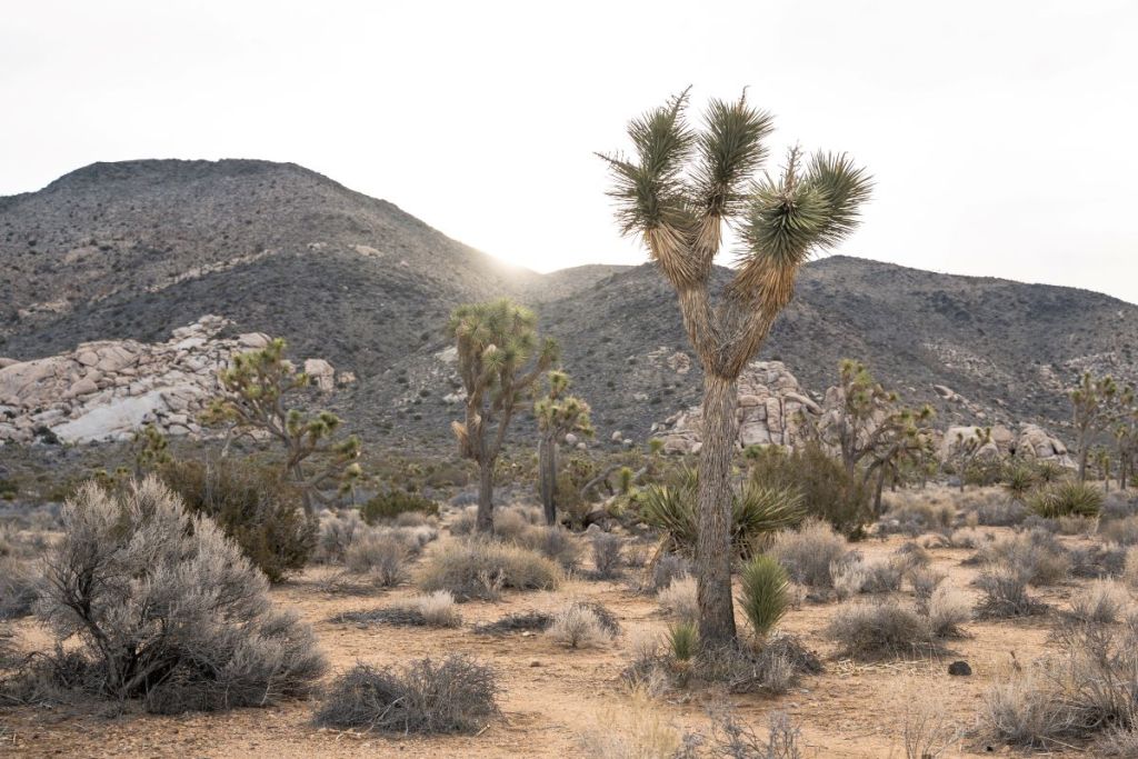 sunrise in joshua tree national park in ryan campground