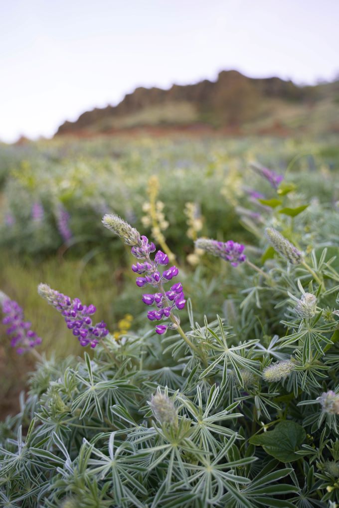 purple flowers in washington