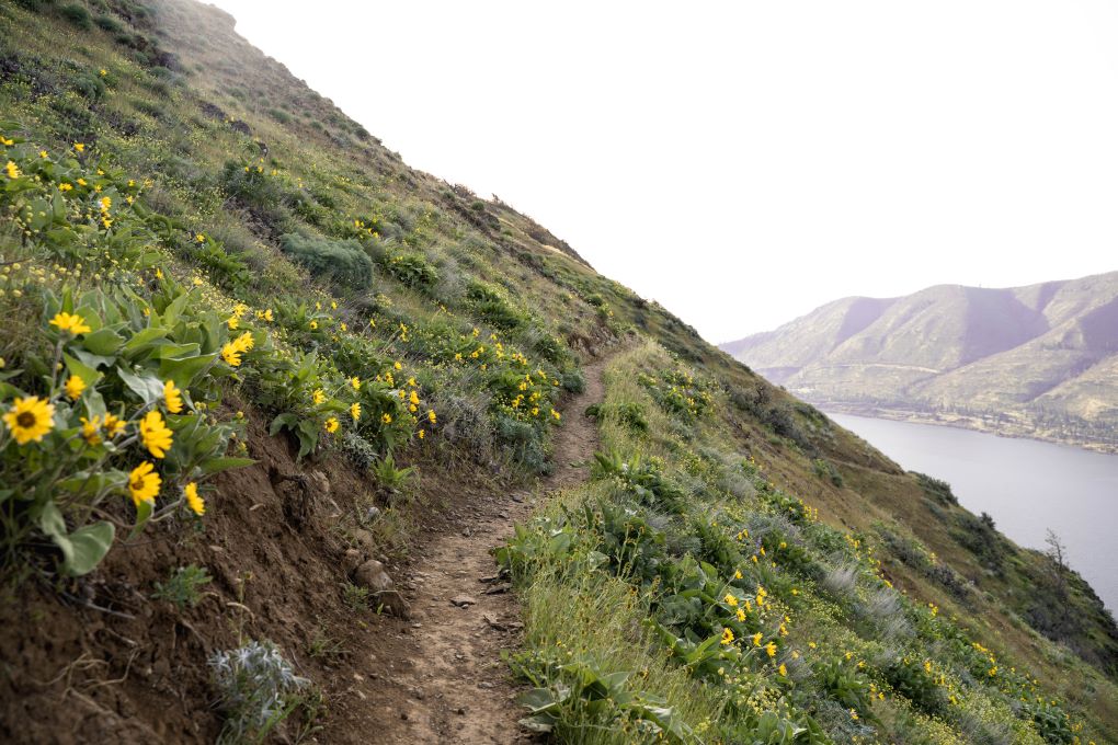 lyle cherry orchard trail wildflowers in washington