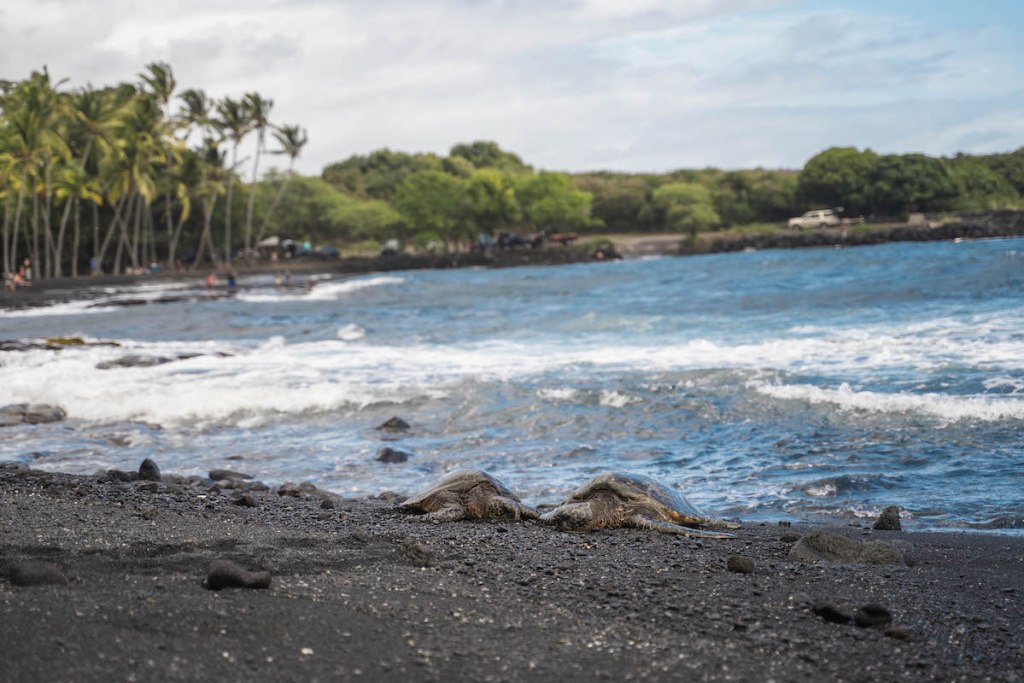 sea turtles at Punalu'u Beach