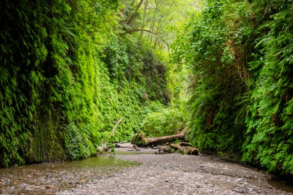 canyon covered in ferns in the Redwoods National and State Parks