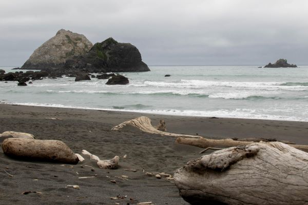 driftwood and gray sand on Wilson Creek Beach