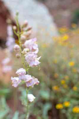 wildflower in Zion National Park on Watchman Trail