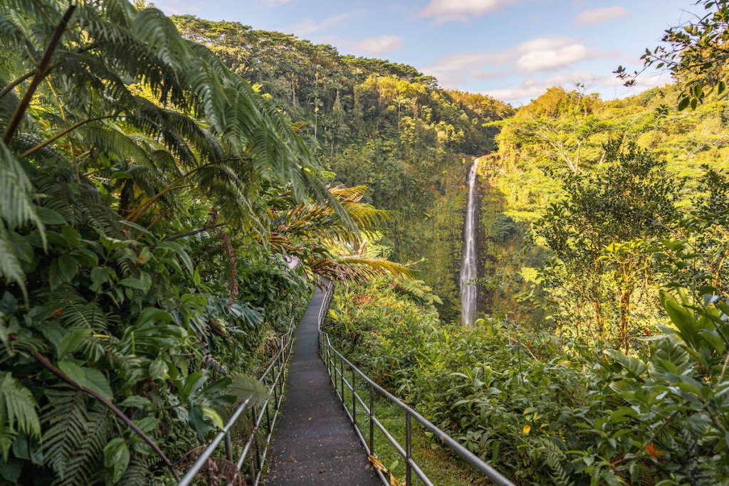 Trail by Akaka Falls