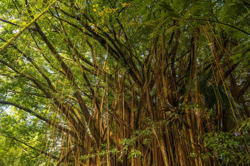 ancient trees- a must see on any Big Island of Hawaii itinerary