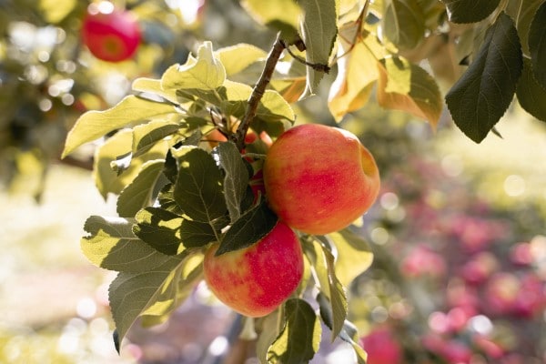 apple picking in hood river, oregon