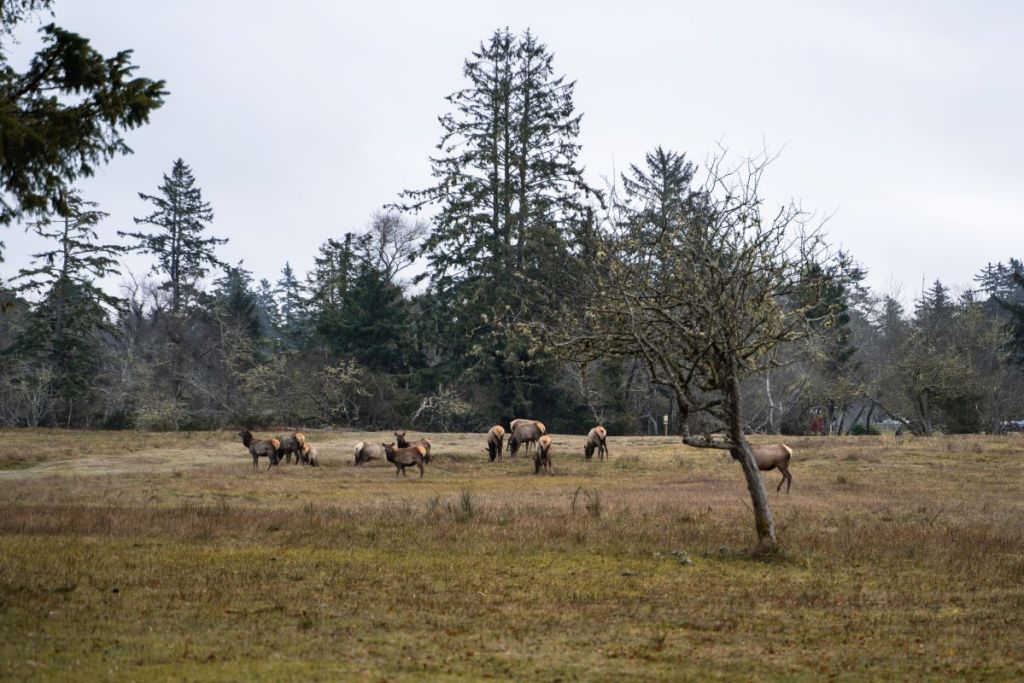 elk on fort stevens jetty trail