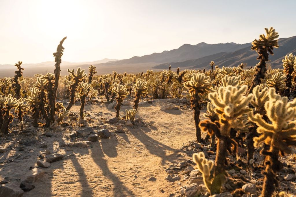 sunrise on trail in cholla cactus garden loop 