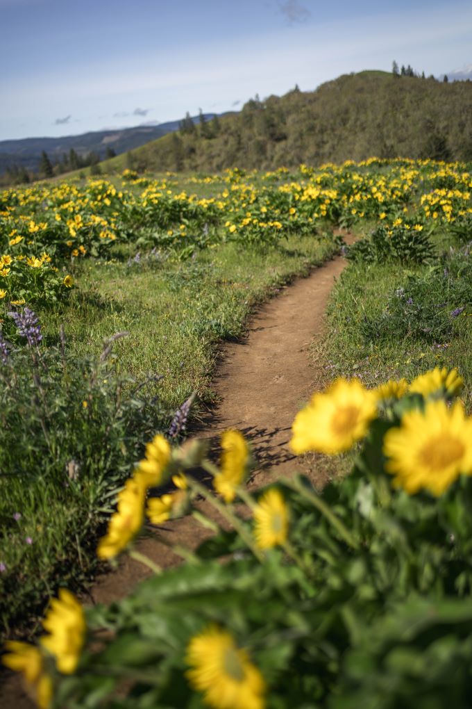 yellow Oregon balsamroot wildflower