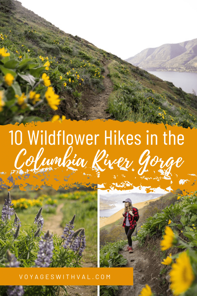 columbia river gorge wildflower hikes