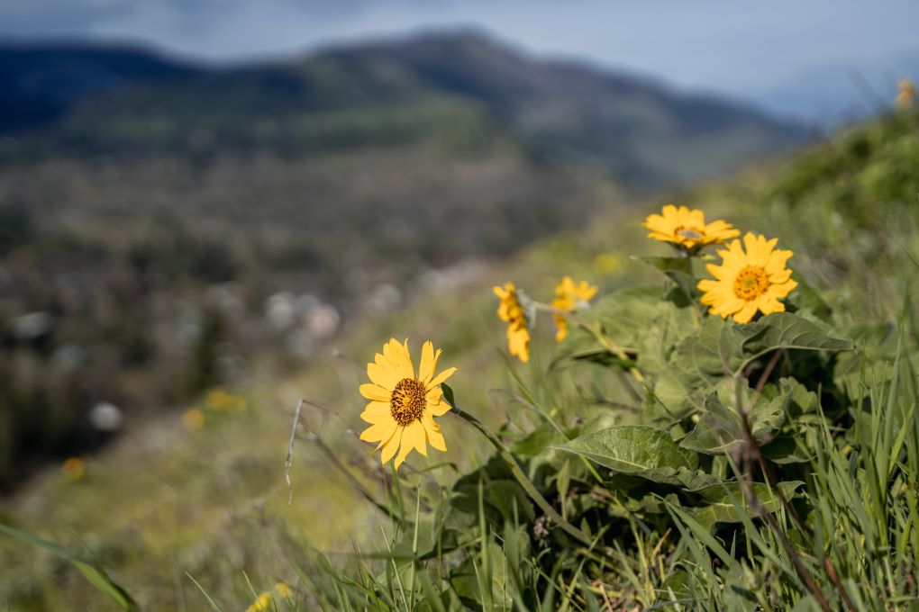 wildflowers on Mosier Plateau