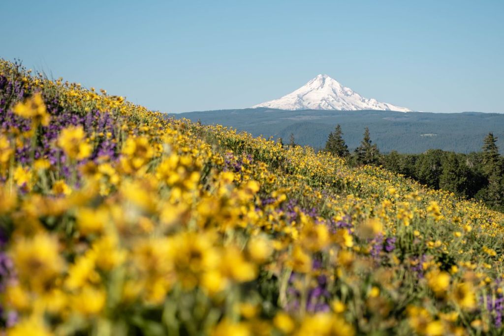 spring in pacific northwest